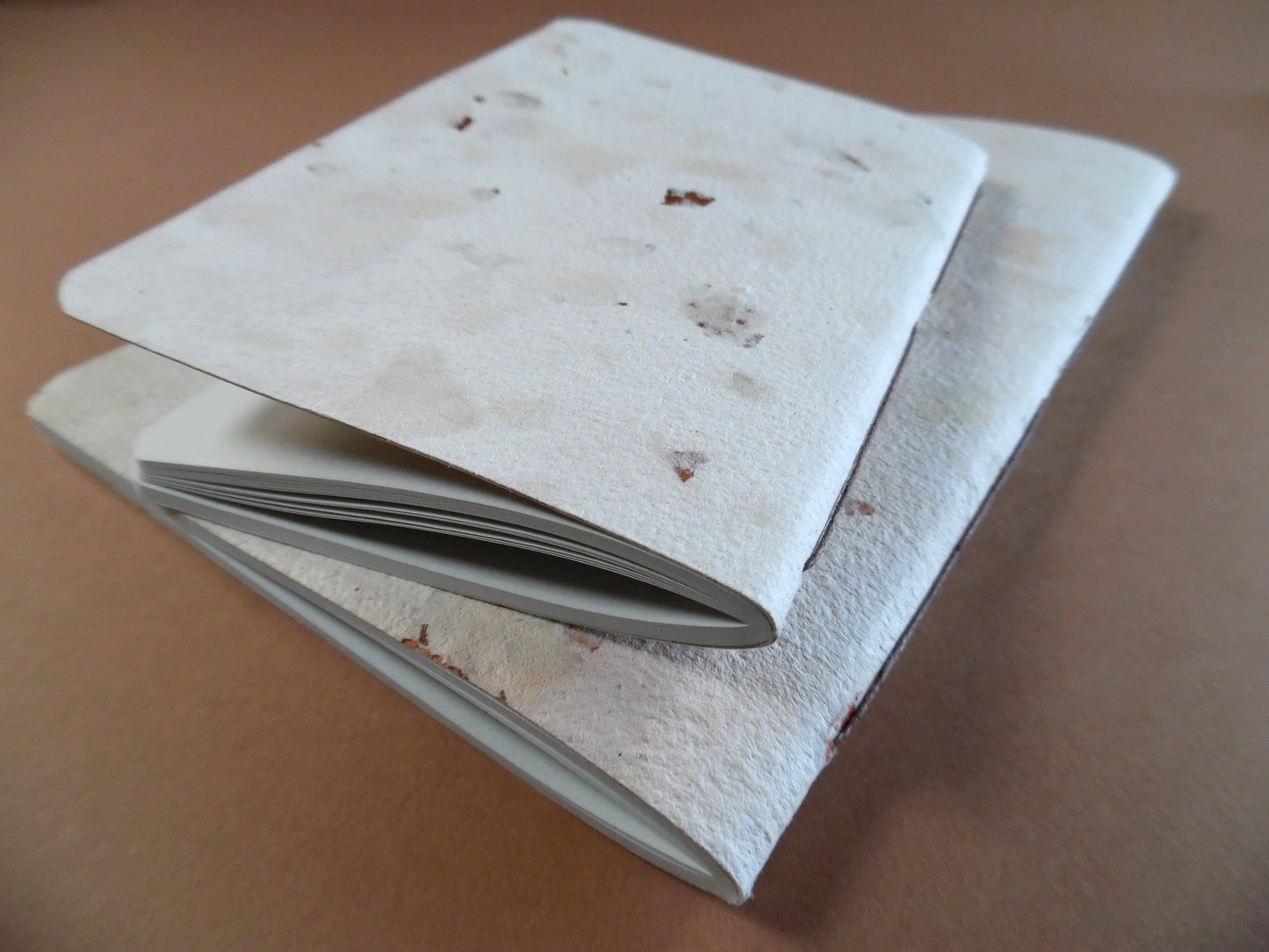 Carnet ASCALONIA – L'éclat subtil de l'échalote